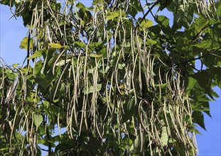 Southern Catalpa, Catalpa bignonioides, inflorescence