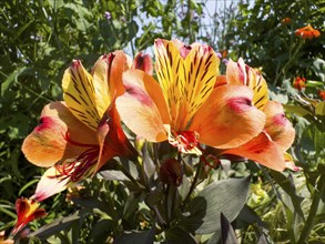 Peruvian lily, Peruvian lily (Alstroemeria aurea)