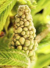 Chestnut, common horse-chestnut (Aesculus hippocastanum), young inflorescence, flower buds, fine