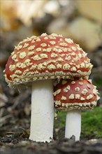 Fly agarics (Amanita muscaria), small and large fruiting body, North Rhine-Westphalia, Germany,