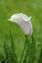 Flower of a arum lily (Zantedeschia), North Rhine-Westphalia, Germany, Europe