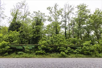 Railway station, Stazione di Pizzighettone. Plants sprawl over an overgrown car park. Location for