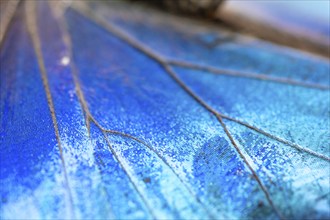 Detail of the butterfly wing of a Morpho helenor, Anaxibia morpho butterfly, Alajuela province,