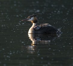 Great Crested Grebe (Podiceps scalloped ribbonfish) with young bird in plumage swimming on a pond,