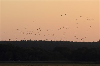 Evening sky at the Baltic Sea near Peenemünde, cranes, September, Mecklenburg-Western Pomerania,