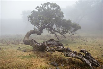 Old laurel tree in the mist, stink laurel (Ocotea foetens), old laurel forest (Laurisilva), UNESCO