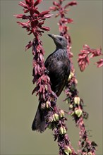 Red-winged Starling (Onychognathus morio), adult, female, foraging, on honeybush (Melianthus