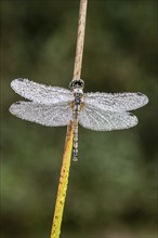 Black Darter (Sympetrum danae), Emsland, Lower Saxony, Germany, Europe