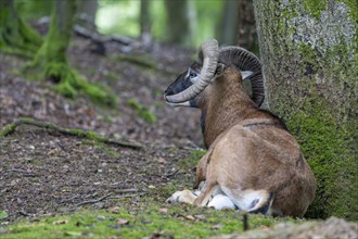 Mouflon (Ovis-gmelini) in the forest, Vulkaneifel, Rhineland-Palatinate, Germany, Europe