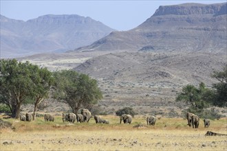 Desert elephants (Loxodonta africana) in the Huab dry river, Damaraland, Kunene region, Namibia,