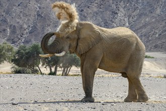 Desert elephant (Loxodonta africana) taking a sand bath in the Hoanib dry river, Kaokoveld, Kunene