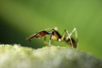 Snapping pine ant (Odontomachus sp.1) sitting on a leaf at night, at night in the tropical