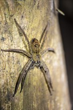 Getazi comb spider or Getazi banana spider (Cupiennius tazi), sitting on a blue tree trunk at