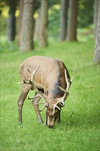 Red deer (Cervus elaphus) stag standing on a meadow next to the forest, Bavaria, Germany, Europe