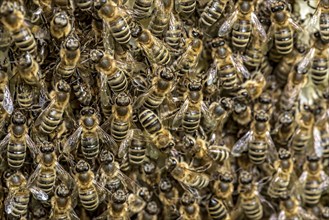 Bee colony, many bees, Western or European honey bee (Apis mellifera), wild construction of natural