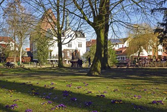 Europe, Germany, Lower Saxony, Buxtehude, Hamburg metropolitan region, City park in spring, Bird