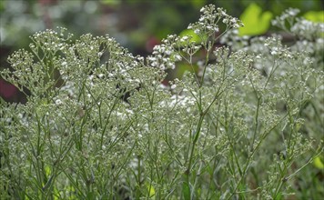 Panicled gypsophila (Gypsophila paniculata), North Rhine-Westphalia, Germany, Europe