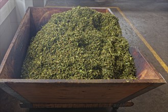 A wooden container full of fresh, green tea leaves in an interior, tea cultivation and production