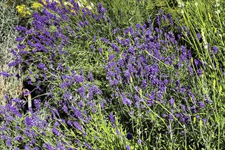 Close-up of purple flower-bed of flowering lavender (Lavandula angustifolia) in colour purple in