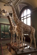 Giraffes (Giraffa cameloparadalis) in the Narurhistorisches Museum, opened in 1889, Vienna,