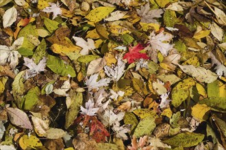 Assorted red Acer, Maple, yellow Betula, Birch and green Fraxinus, Ash tree leaves floating on pond