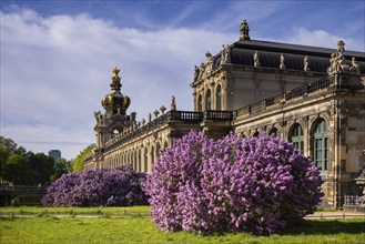 The lilacs bloom magnificently at the Zwinger moat, Dresden, Saxony, Germany, Europe