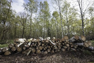 Felled tree trunks are piled up at the edge of a forest near Münster, 08/04/2024