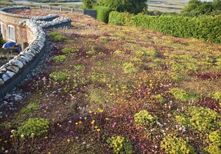 Flowers and plants growing on a sedum roof of the White Horse pub at Brancaster Staithe, north