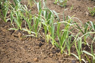 Garlic plants growing in allotment garden, Shottisham, Suffolk, England, United Kingdom, Europe