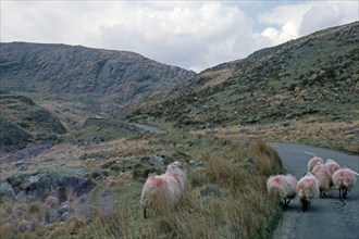 Sheep on the road, Ring of Beara, Beara Peninsula, County Kerry, Republic of Ireland, April 1996,