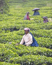 Indian tea picker on a tea plantation, Thekkady, Kerala, India, Asia