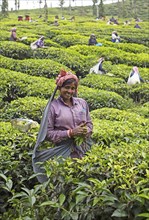 Indian tea picker on a tea plantation, Thekkady, Kerala, India, Asia