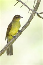 Yellow-bellied greenbul (Chlorocichla flaviventris), Mkuze Game Reserve, Mkuze, KwaZulu-Natal,