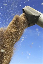 Grain harvest with combine harvester, the grain is unloaded