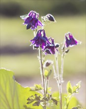 Blooming purple and blue columbine in the garden