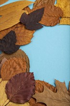 Composition with yellow and brown autumn leaves on blue pastel background. side view, still life,