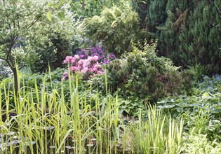 Decorative trees. shrubs and flowers in the garden: spruce, arborvitae, pine, fir, juniper. water