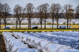 Asparagus fields, asparagus stems under foil, for faster growth, in the background foil greenhouses