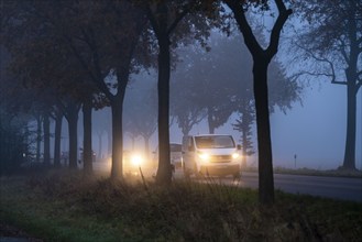 Country road B 57 near Erkelenz, autumn, fog, rainy weather, tree-lined avenue, wet road, North