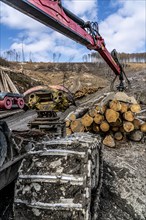 Cleared forest area north of the village of Öventrop, district of Arnsberg, dead spruce stands were