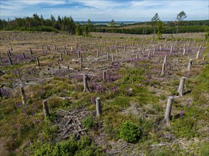 Cleared forest in the Eggegebirge, near Lichtenau, Paderborn district, site of a spruce forest that