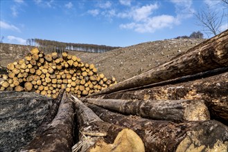 Cleared forest area north of the village of Öventrop, district of Arnsberg, dead spruce stands were