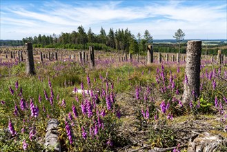 Cleared forest in the Eggegebirge, near Lichtenau, Paderborn district, site of a spruce forest that