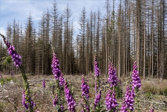 Cleared forest in the Eggegebirge, near Lichtenau, Paderborn district, site of a spruce forest that