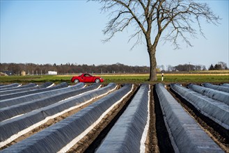 Agriculture on the Lower Rhine, early season, asparagus cultivation in spring, under plastic