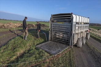 Shepherd on a fully loaded double-decker cattle trailer, Mecklenburg-Western Pomerania, Germany,