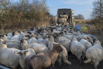 Black-headed domestic sheep (Ovis gmelini aries) being loaded onto a double-decker cattle trailer,