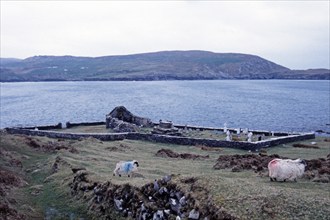 Church ruins, cemetery, sheep, Dursey Island, Beara Peninsula, County Cork, Republic of Ireland,