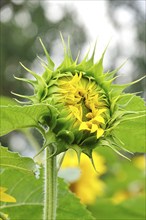 Picturesque sunflower, July, Germany, Europe