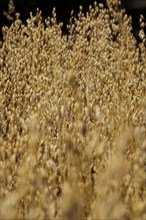 Oats, July, Germany, Europe